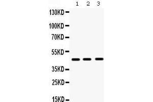 Western Blotting (WB) image for anti-Hematopoietically Expressed Homeobox (HHEX) (AA 146-180), (Middle Region) antibody (ABIN3042444)
