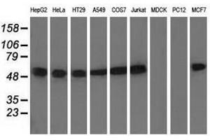 Image no. 2 for anti-Tubulin, alpha 8 (TUBA8) antibody (ABIN1501559) (TUBA8 Antikörper)