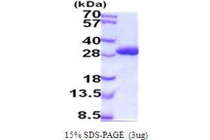 SDS-PAGE (SDS) image for Glutathione S-Transferase alpha 1 (GSTA1) (AA 1-223) (Active) protein (His tag) (ABIN5854233) (GSTA1 Protein (AA 1-223) (His tag))