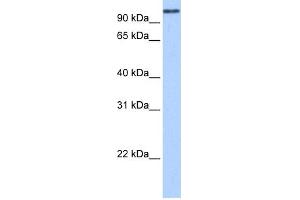 WB Suggested Anti-MICALL1 Antibody Titration:  0. (MICAL-Like 1 Antikörper  (N-Term))