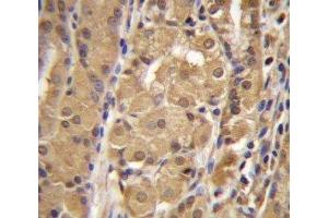 IRF9 antibody immunohistochemistry analysis in formalin fixed and paraffin embedded human stomach tissue. (IRF9 Antikörper  (AA 75-104))