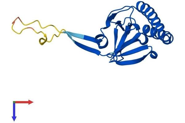 TPT1 Protein (AA 1-172) (His tag)