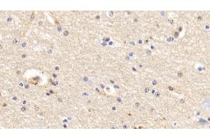 Detection of ANXA5 in Bovine Cerebrum Tissue using Polyclonal Antibody to Annexin V (ANXA5) (Annexin V Antikörper  (AA 1-321))