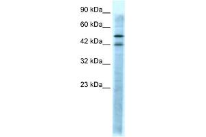 Serotonin Receptor 3A Antikörper  (N-Term)