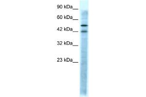 WB Suggested Anti-HTR3A Antibody Titration:  0. (Serotonin Receptor 3A Antikörper  (N-Term))