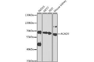 Western blot analysis of extracts of various cell lines, using  antibody  at 1:1000 dilution. (ACAD9 Antikörper  (AA 1-270))