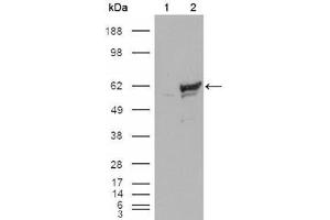 Western Blot showing CHK1 antibody used against HEK293T cells transfected with the pCMV6-ENTRY control (1) and pCMV6-ENTRY CHK1 cDNA (2). (CHEK1 Antikörper)