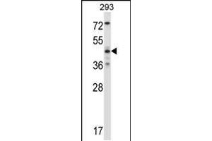 Western blot analysis in 293 cell line lysates (35ug/lane). (JNK2 Antikörper  (AA 206-233))