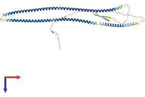 Desmin Protein (DES) (AA 1-469) (His tag)