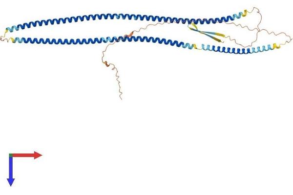 Desmin Protein (DES) (AA 1-469) (His tag)