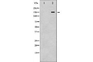 Western blot analysis of eNOS phosphorylation expression in HepG2 whole cell lysates,The lane on the left is treated with the antigen-specific peptide. (ENOS Antikörper  (pThr495))