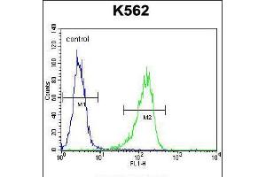 Flow cytometric analysis of K562 cells (right histogram) compared to a negative control cell (left histogram). (Metabotropic Glutamate Receptor 6 Antikörper  (C-Term))