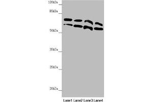 Western blot All lanes: CDC45 antibody at 0. (CDC45 Antikörper  (AA 1-270))