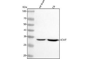 Western blot analysis of ICMT using anti-ICMT antibody (ABIN7599933).