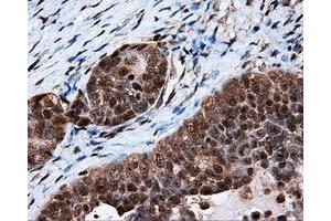 Immunohistochemistry (IHC) image for anti-Tubulin tyrosine Ligase-Like Family, Member 12 (TTLL12) antibody (ABIN1499035) (TTLL12 Antikörper)