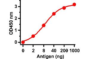 ELISA Test Antibodies: SARS-CoV Matrix Antibody, ABIN1030640 (1 μg/mL). (SARS-CoV-2 Membrane Protein Antikörper  (C-Term))