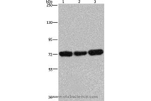 Western blot analysis of 293T, Jurkat and Hela cell, using PCK2 Polyclonal Antibody at dilution of 1:600 (PEPCK Antikörper)