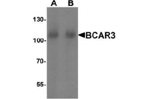 Western blot analysis of BCAR3 in mouse kidney tissue lysate with BCAR3 Antibody  at A) 1 and (B) 2 μg/ml. (BCAR3 Antikörper  (N-Term))