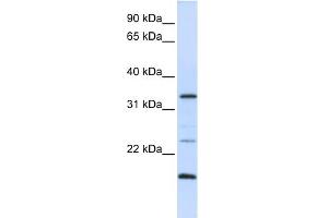 WB Suggested Anti-ARGFX Antibody Titration:  0. (ARGFX Antikörper  (N-Term))