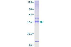 TWIST2 Protein (AA 1-160) (GST tag)