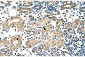 Immunohistochemical staining (Formalin-fixed paraffin-embedded sections) of human kidney with DMRT2 polyclonal antibody  at 4-8 ug/mL working concentration. (DMRT2 Antikörper  (N-Term))