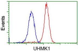 Image no. 3 for anti-U2AF Homology Motif (UHM) Kinase 1 (UHMK1) antibody (ABIN1501671)