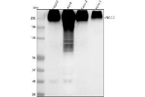 Western blot analysis of ABCC2 using anti-ABCC2 antibody (ABIN7605594).