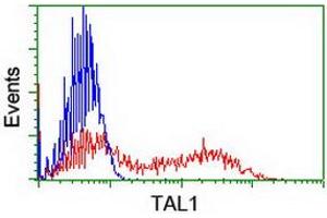 HEK293T cells transfected with either RC222628 overexpress plasmid (Red) or empty vector control plasmid (Blue) were immunostained by anti-TAL1 antibody (ABIN2455266), and then analyzed by flow cytometry. (TAL1 Antikörper)