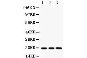 Western Blotting (WB) image for anti-serine/arginine-Rich Splicing Factor 3 (SRSF3) (AA 1-29), (N-Term) antibody (ABIN3043298) (SRSF3 Antikörper  (N-Term))