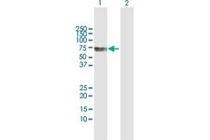 Western Blot analysis of CDC2L6 expression in transfected 293T cell line by CDC2L6 MaxPab polyclonal antibody. (CDK19 Antikörper  (AA 1-502))