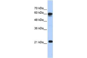 SEMA4F antibody  (N-Term)