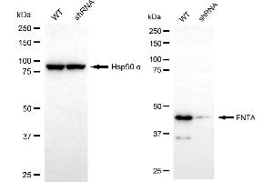 Western blotting analysis using FNTA antibody (ABIN7798574).