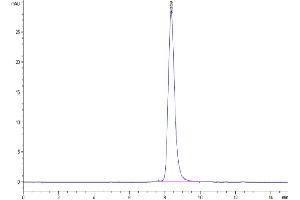 The purity of Cynomolgus SERPINF2 is greater than 95 % as determined by SEC-HPLC.
