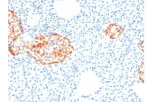 Formalin-fixed, paraffin-embedded human Pancreas stained with Chromogranin A Mouse Recombinant Monoclonal Antibody (rCHGA/798). (Rekombinanter Chromogranin A Antikörper)