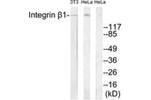Western blot analysis of extracts from 3T3/HeLa cells, treated with H2O2 100uM 30', using Integrin beta1 (Ab-788) Antibody. (ITGB1 Antikörper  (AA 749-798))