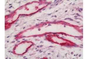 Human Thymus: Formalin-Fixed, Paraffin-Embedded (FFPE) (TFPI Antikörper  (AA 29-304))