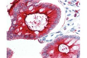 Anti-CD66acd antibody IHC of human colon. (CD66acd Antikörper)