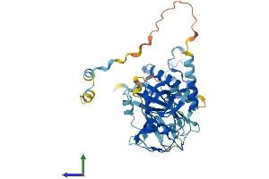 AlphaFold protein structure predicition of Human Recombinant NCF1 Protein, UniprotID P14598
