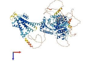 KCNT1 Protein (AA 1-1230) (His tag)