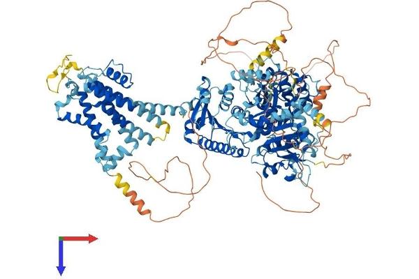 KCNT1 Protein (AA 1-1230) (His tag)