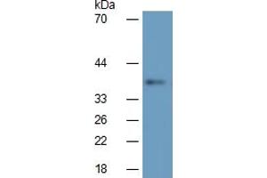 Rabbit Detection antibody from the kit in WB with Positive Control:  Sample Mouse liver lysate. (IL1A ELISA Kit)