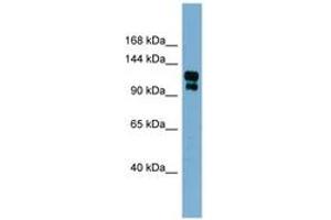 Image no. 1 for anti-Transient Receptor Potential Cation Channel, Subfamily A, Member 1 (TRPA1) (AA 539-588) antibody (ABIN6741957) (TRPA1 Antikörper  (AA 539-588))