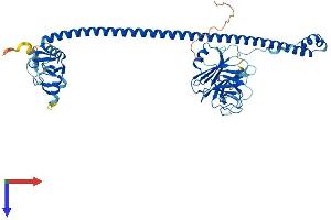 Protein Structure (PS) image for Tripartite Motif Containing 58 (TRIM58) (AA 1-486) protein (His tag) (ABIN7544720)