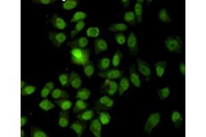 Immunocytochemistry staining of HeLa cells fixed with -20 °C Methanol and using anti-Ku70 antibody (dilution 1:200). (XRCC6 Antikörper)