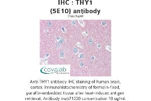 Image no. 2 for anti-CD90 (THY1) antibody (ABIN1724058) (CD90 Antikörper)