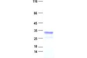 GSC2 Protein (His tag)