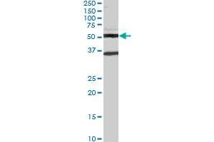 STAU2 monoclonal antibody (M04), clone 1B9. (Double-stranded RNA-binding protein Staufen homolog 2 (STAU2) (AA 2-90) Antikörper)