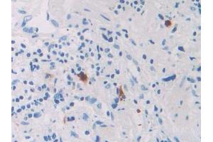 Used in DAB staining on fromalin fixed paraffin- embedded kidney tissue (RNASE8 Antikörper  (AA 19-154))