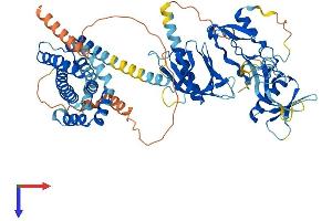 FGD2 Protein (AA 1-655) (His tag)