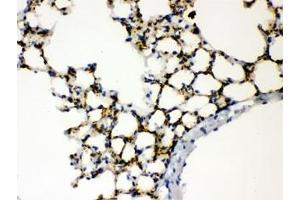 IHC testing of FFPE mouse lung with SFTPA1/2 antibody. (SFTPA1/ 2 Antikörper)